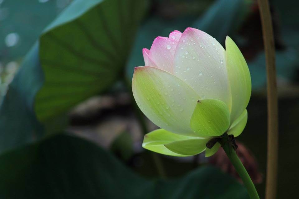 imagem ilustrativa flor de lotus